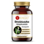 Yango Brodziuszka – Andrographis 90 kap.